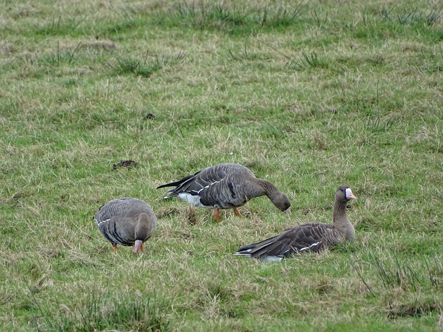 不代表必须 不代表必须